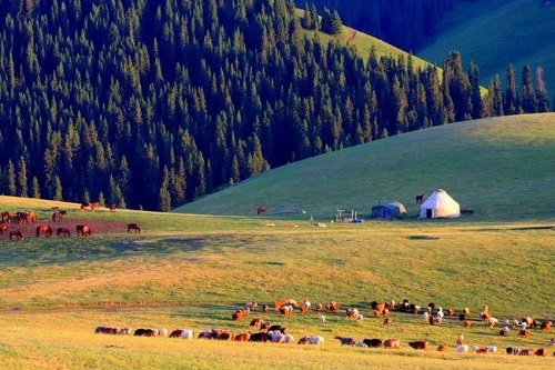 新疆，我心中思念的家乡
