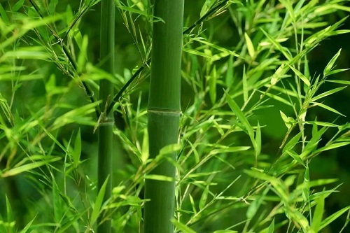 竹子的韵味