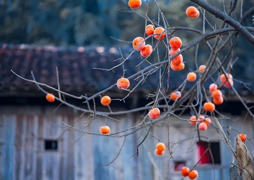 shizi.jpg 家乡的柿子树 小白分享
