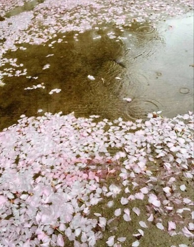 花瓣雨
